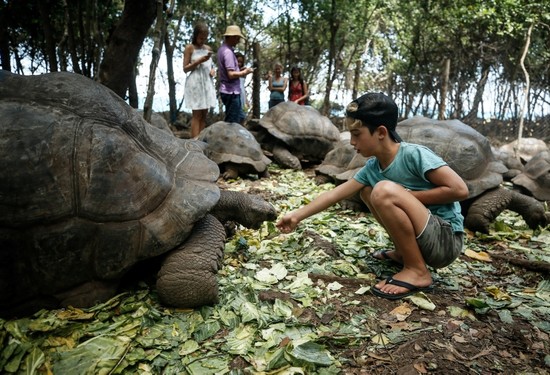 Giant Tortoises